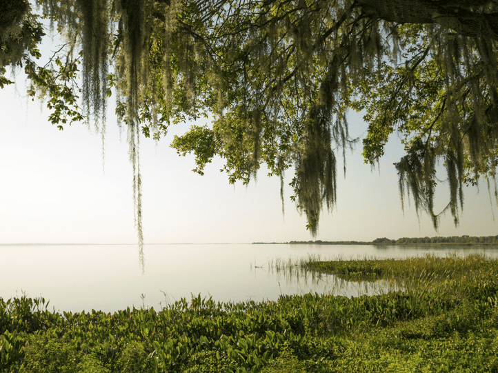 A calm lake bordered by green plants and grasses, with a large tree draped in Spanish moss hanging over the water under a bright, hazy sky.