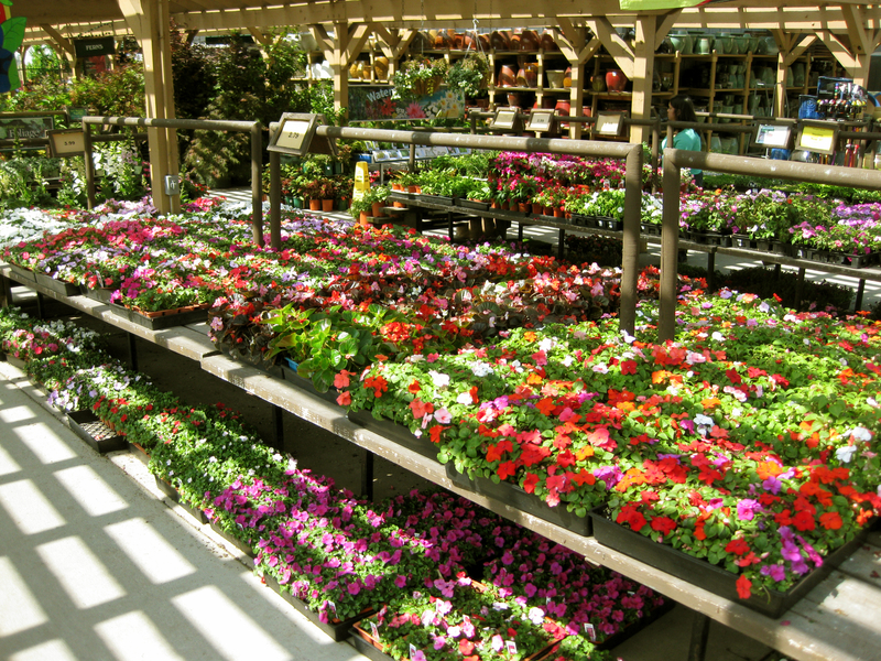Rows of colorful flowering plants in pots are displayed on metal shelves at a garden center, under a wooden pergola with sunlight streaming through, creating patterns of light and shadow on the ground.