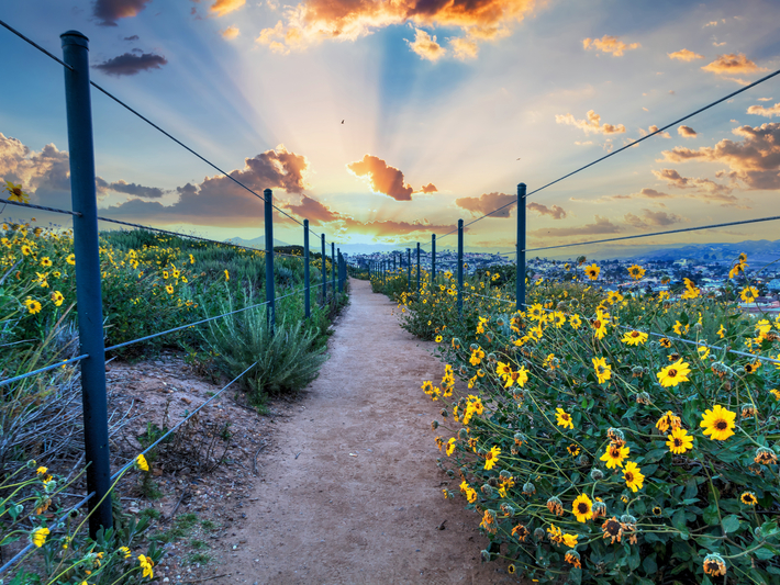 A dirt path lined with yellow wildflowers runs between wire fences under a dramatic sunset sky, with sunbeams shining through scattered clouds over distant hills.