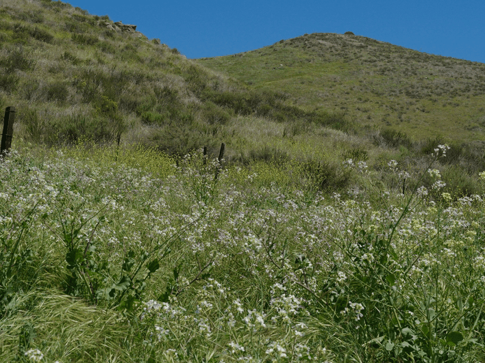 A hillside covered in tall grass and small white wildflowers under a clear blue sky, with green slopes rising in the background and a faint fence visible to the left.