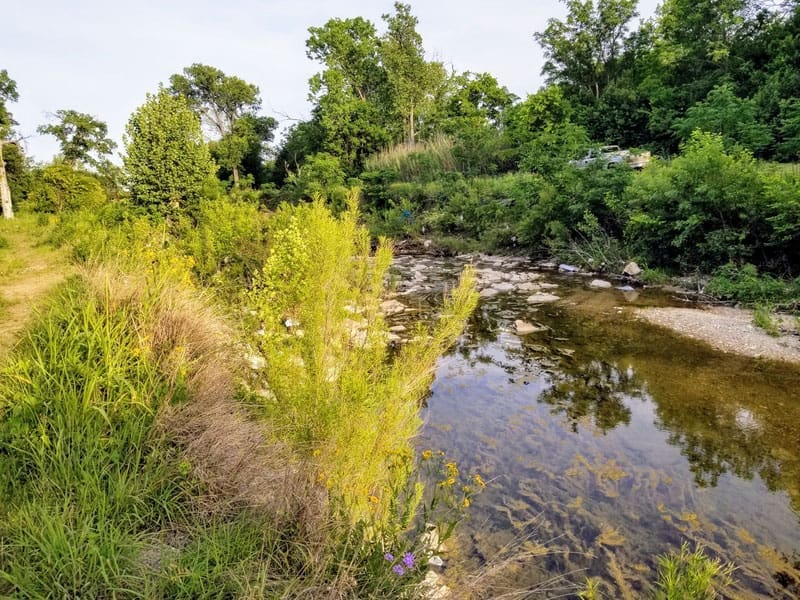 A shallow, clear creek flows beside a grassy, shrub-lined path, surrounded by dense green trees and vegetation under a bright sky. Rocks are visible in the water and along the creek’s edge.