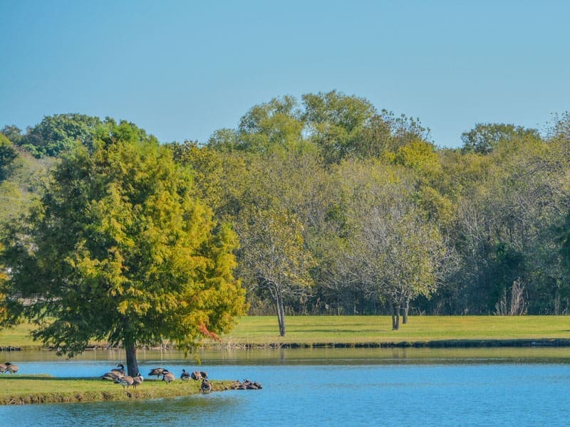 A calm lake bordered by green grass and trees under a clear blue sky. Birds are gathered on the grassy shore near a large tree, and dense forest can be seen in the background.
