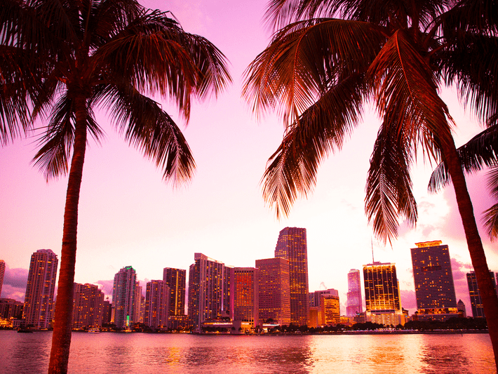 A city skyline with tall buildings is seen across the water at sunset, framed by palm trees. The sky is a vibrant pink and purple, creating a warm, tropical atmosphere.