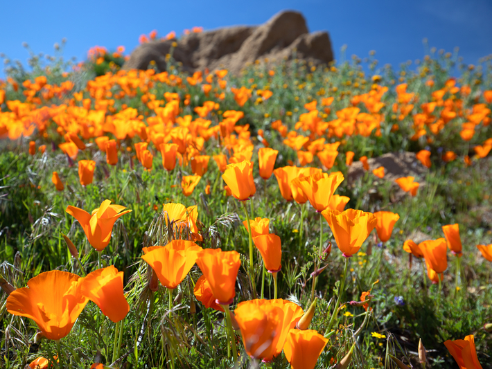 A vibrant field of orange California poppies in bloom on a sunny day, with green grass and a large rock formation in the background under a clear blue sky.