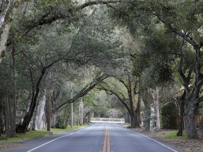 A two-lane road curves gently forward, lined with large trees whose branches arch overhead to form a leafy canopy. The scene is quiet and serene, with greenery on both sides and no vehicles or people visible.