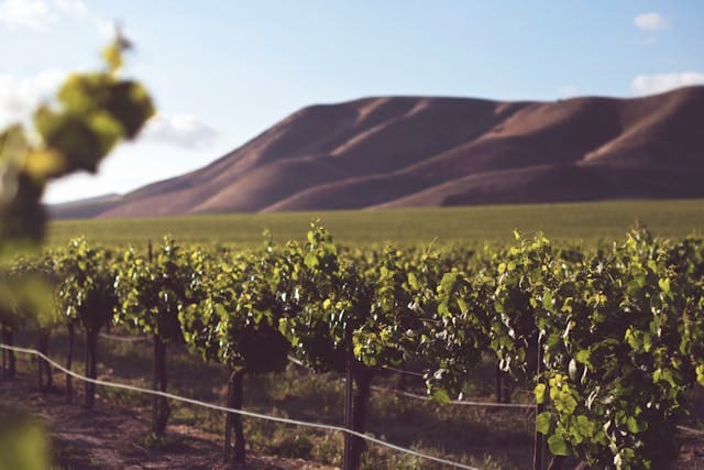 California Winery
