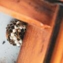 Dominating the Generative Search Era: The Ultimate Guide for Exterminators