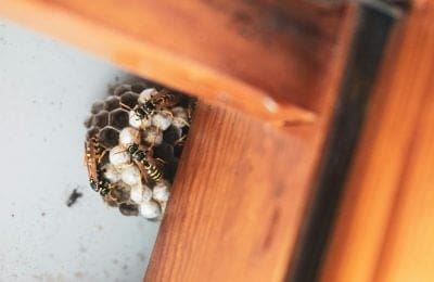 Dominating the Generative Search Era: The Ultimate Guide for Exterminators