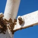Launch Your Pest Control Business Online: A Step-by-Step SEO Roadmap for Beginners