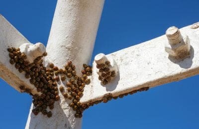 Launch Your Pest Control Business Online: A Step-by-Step SEO Roadmap for Beginners